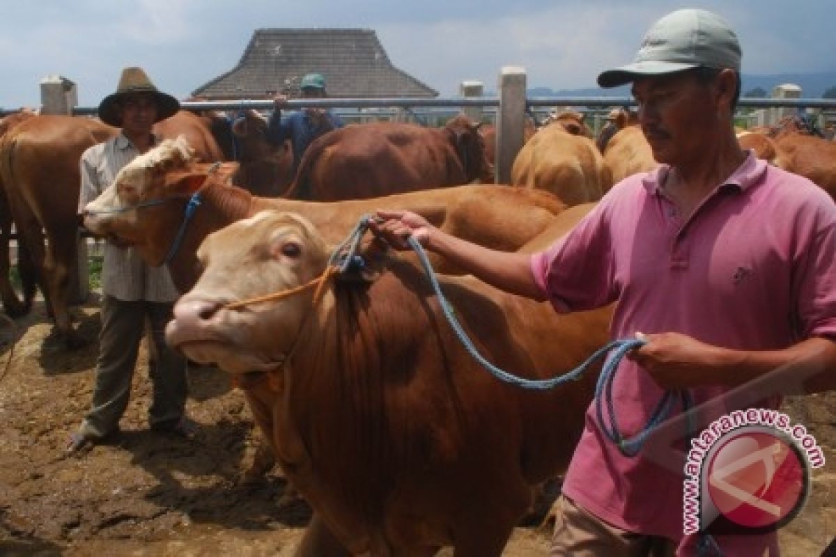 Kaltim Siapkan 14.912 Sapi Selama Ramadhan-Lebaran