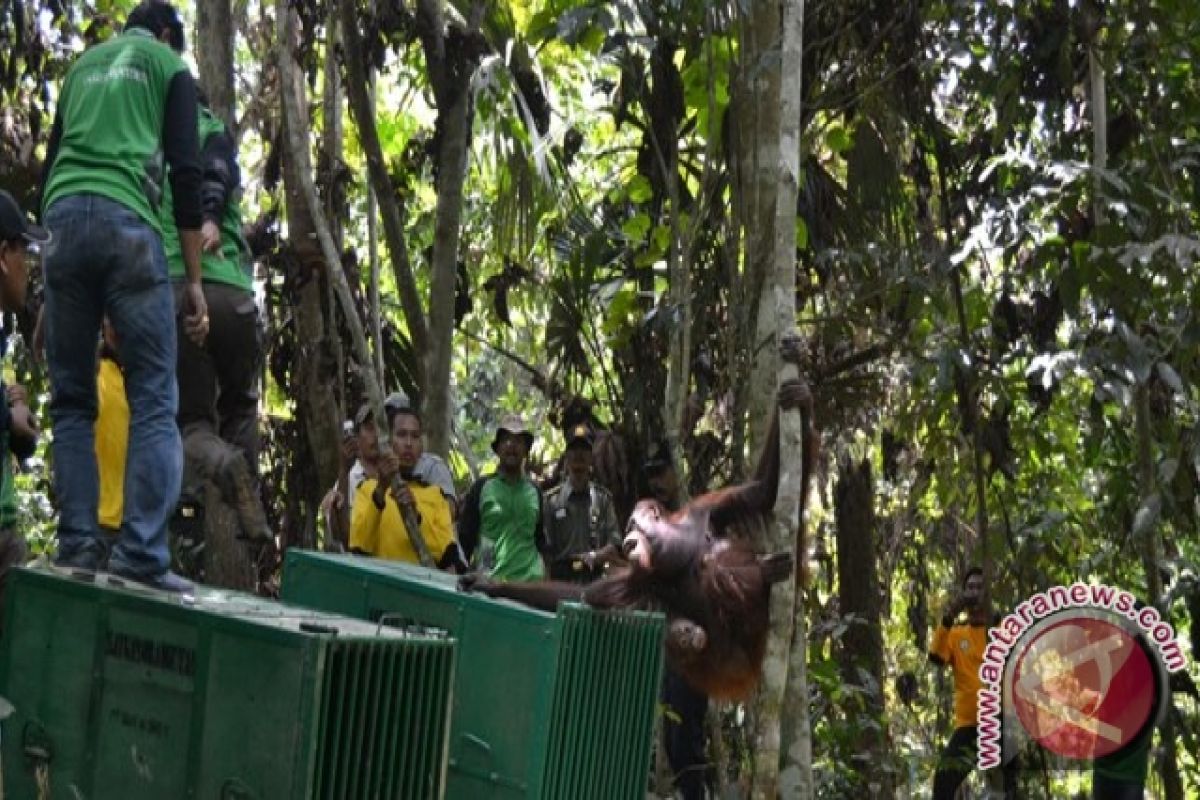 LSM Minta Presiden Lindungi Orangutan Kalimantan 
