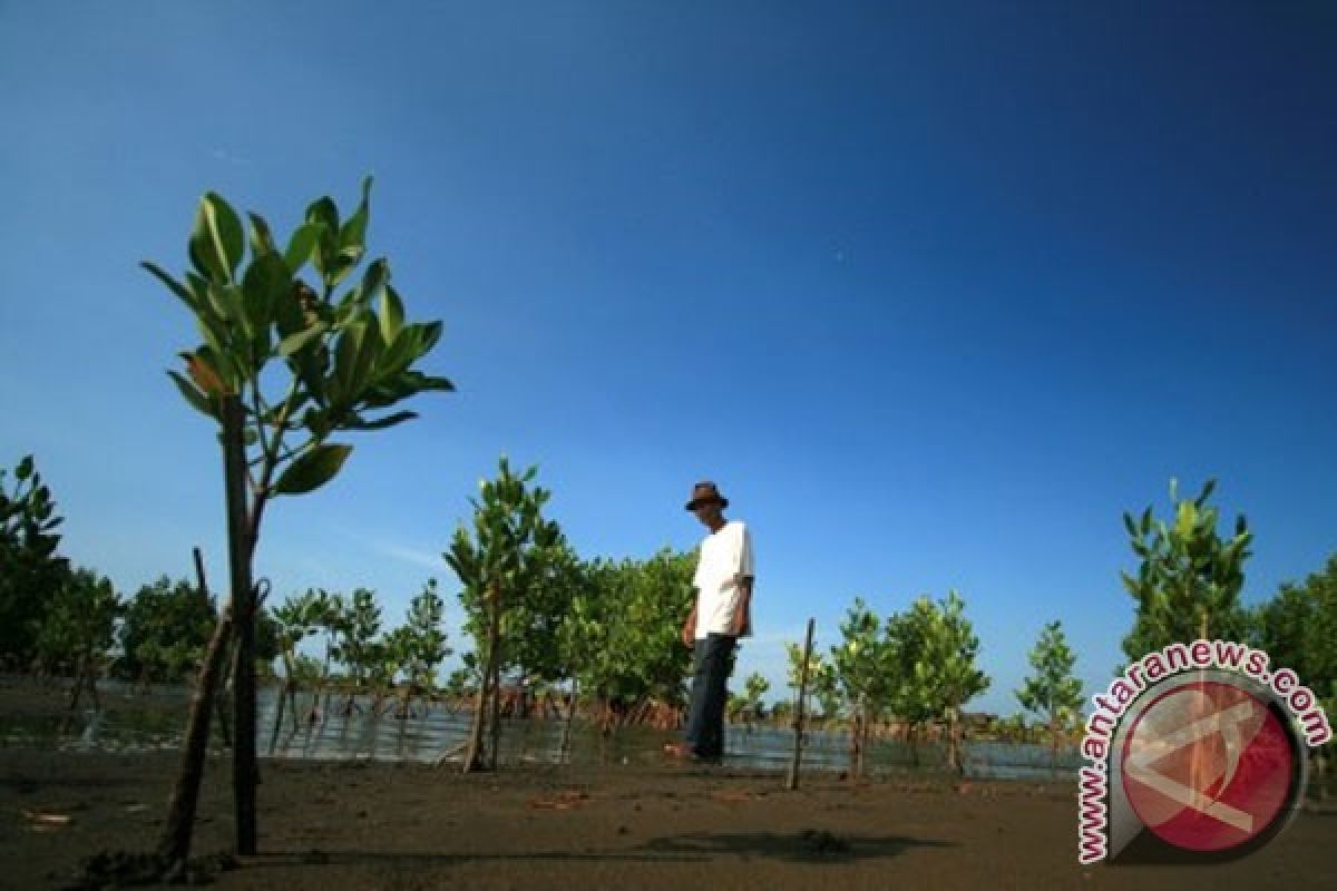 Cilacap akan tanam 25.000 mangrove tahun depan