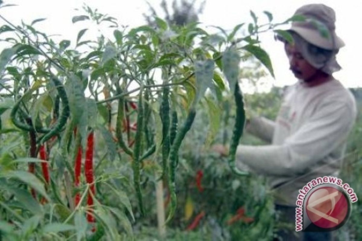 Tanah Bumbu Tingkatkan Produksi Cabai 