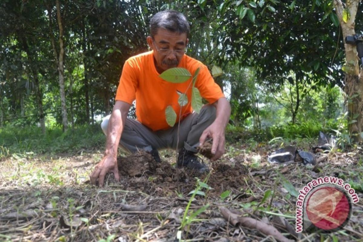 Hutan Primer di TNK Tersisa 25 Persen 