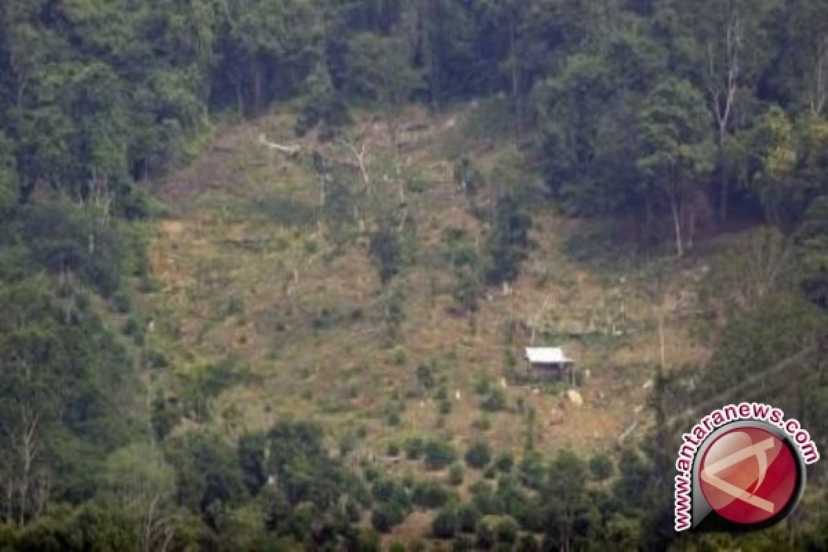 Perambahan di TNK Masih Terus Berlangsung 