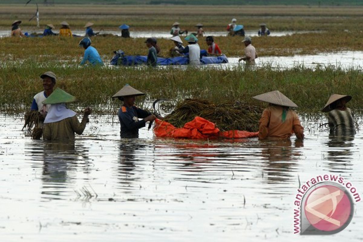 Tanggul jebol, lahan pertanian di Jember terendam