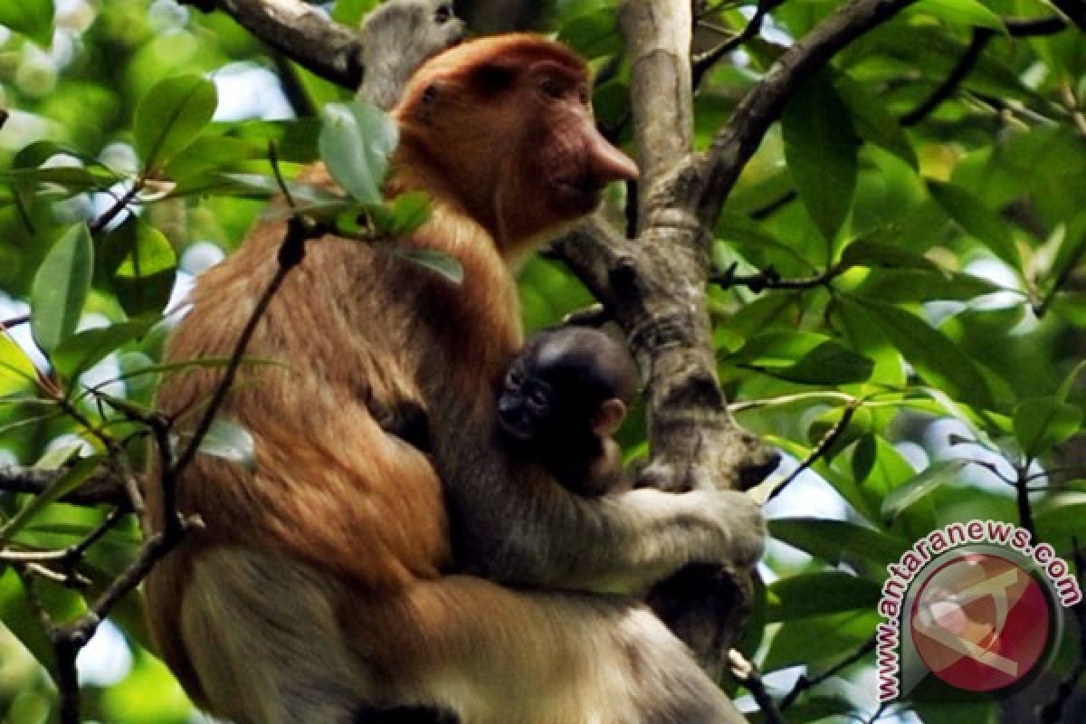 Beli primata berarti turut memunahkan primata