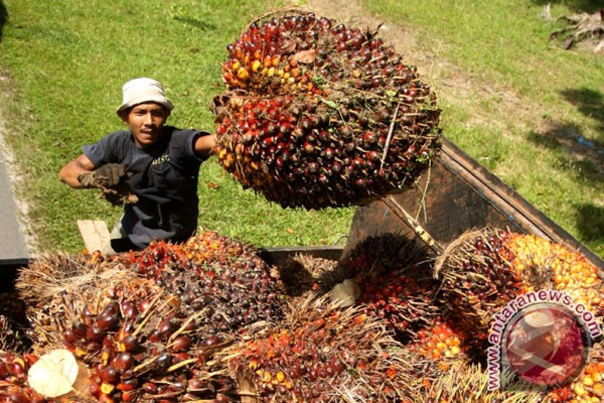 Perkebunan sawit Riau terluas di Indonesia