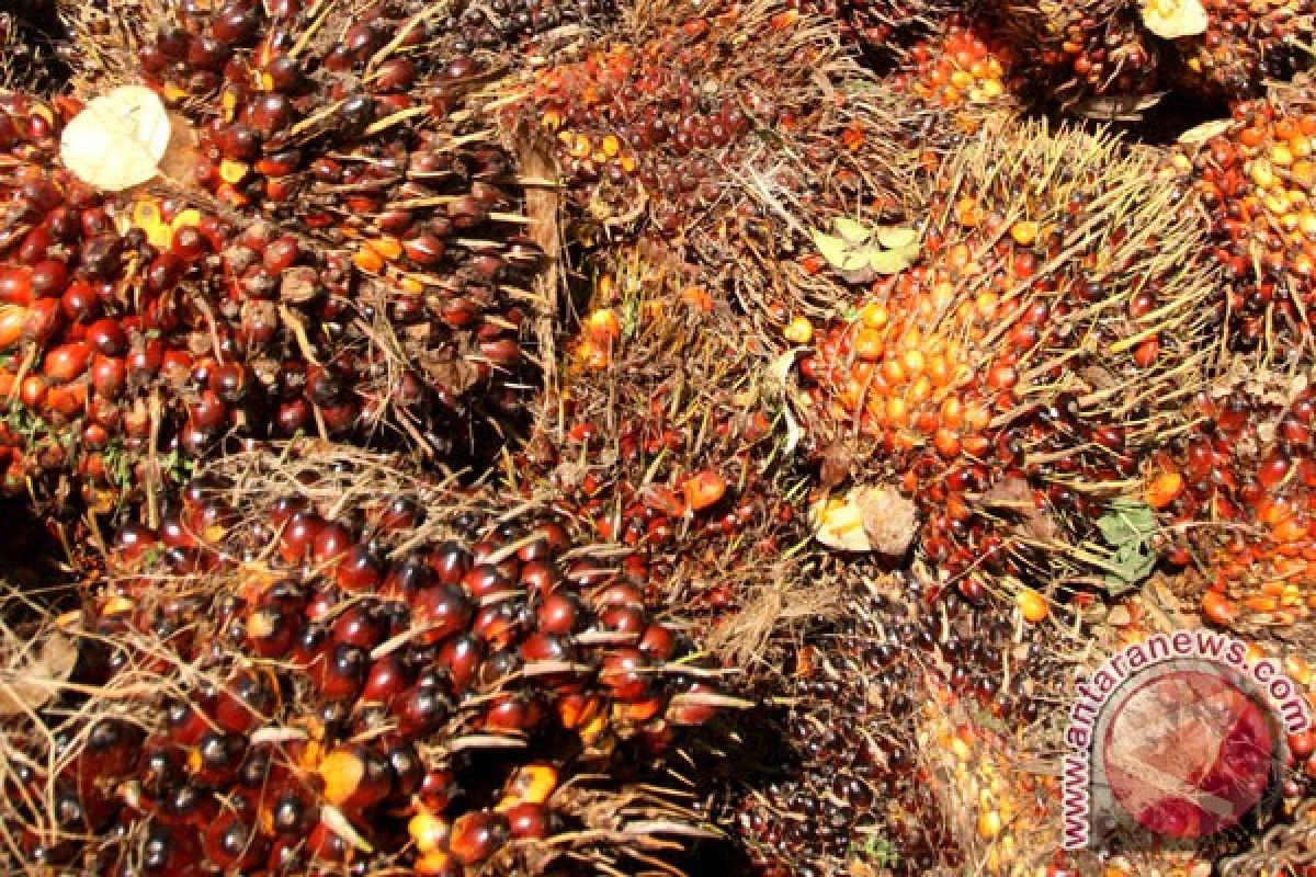 IOI kaji perluas kebun sawit di Indonesia