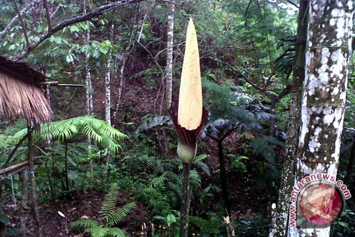 Amorphophallus Setinggi Tiga Meter Mekar Di Bengkulu