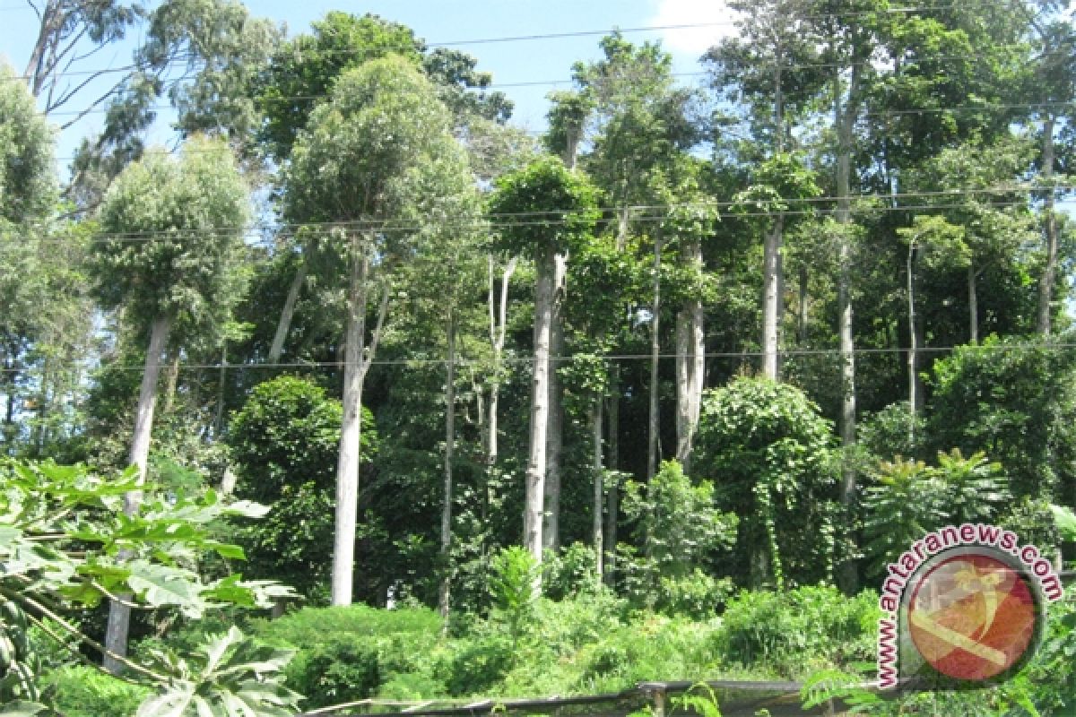 Perburuan Dan Perambahan Hutan Ancam Populasi Trenggiling 