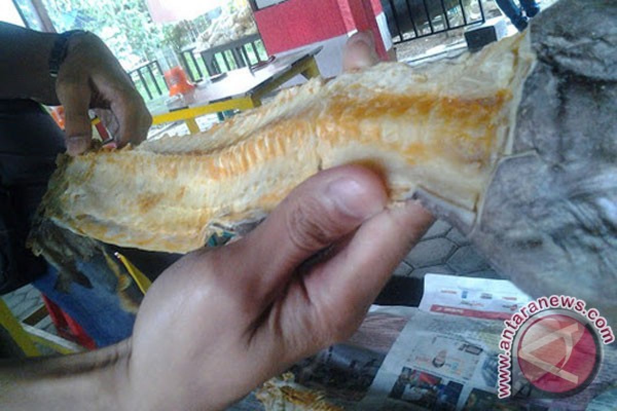 Tulang jambal roti; awalnya limbah  kini jadi rebutan