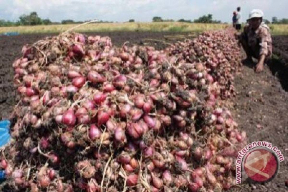 Petani Kulon Progo panen raya bawang merah 