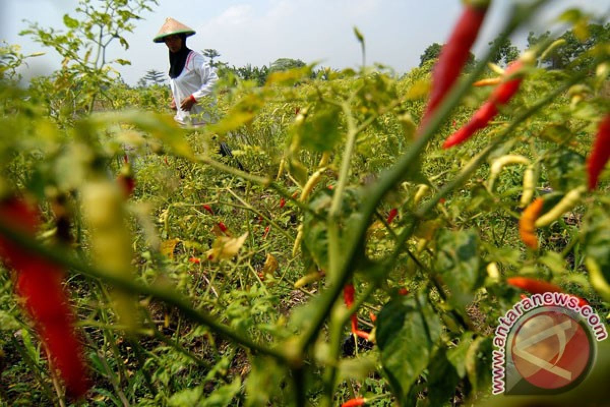 Karena mahal, cabai rawit dijual per biji