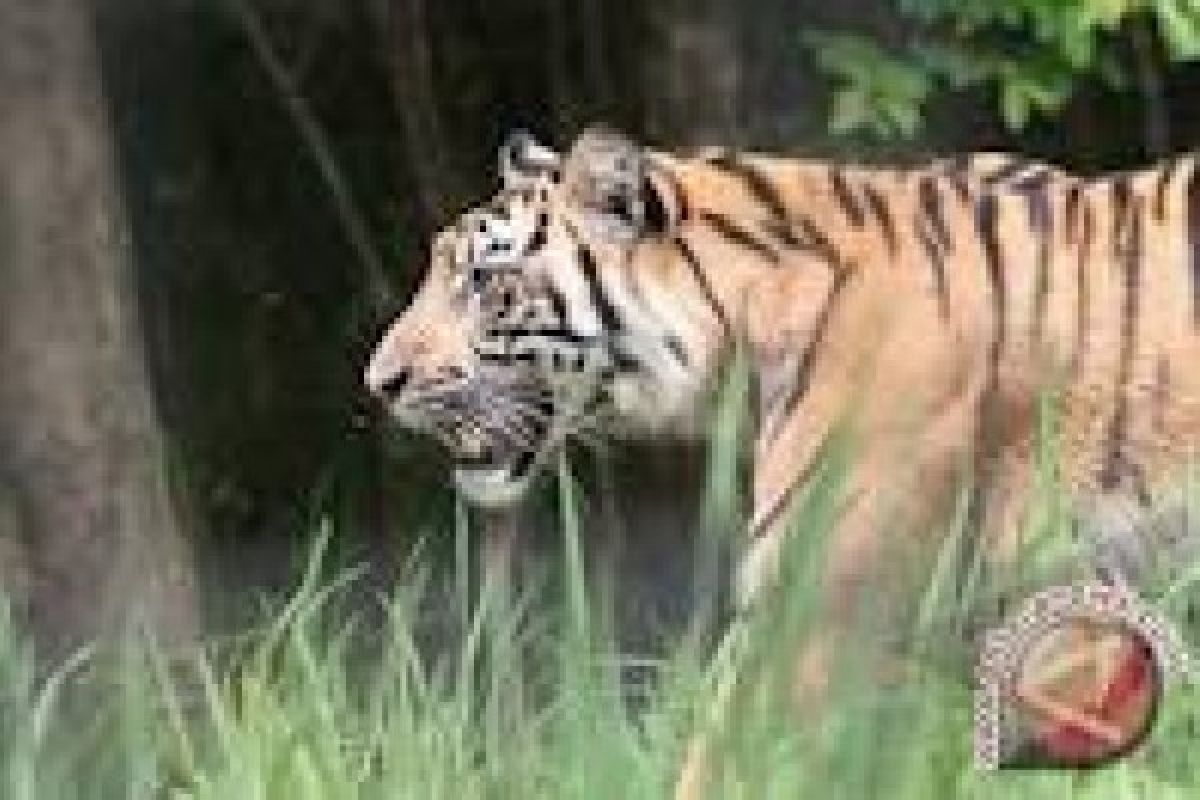 Habitat Harimau Sumatra Terancam Akibat Alihfungsi Lahan