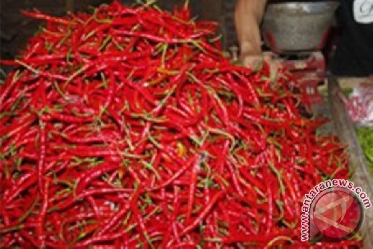 Harga cabe merah sedikit naik