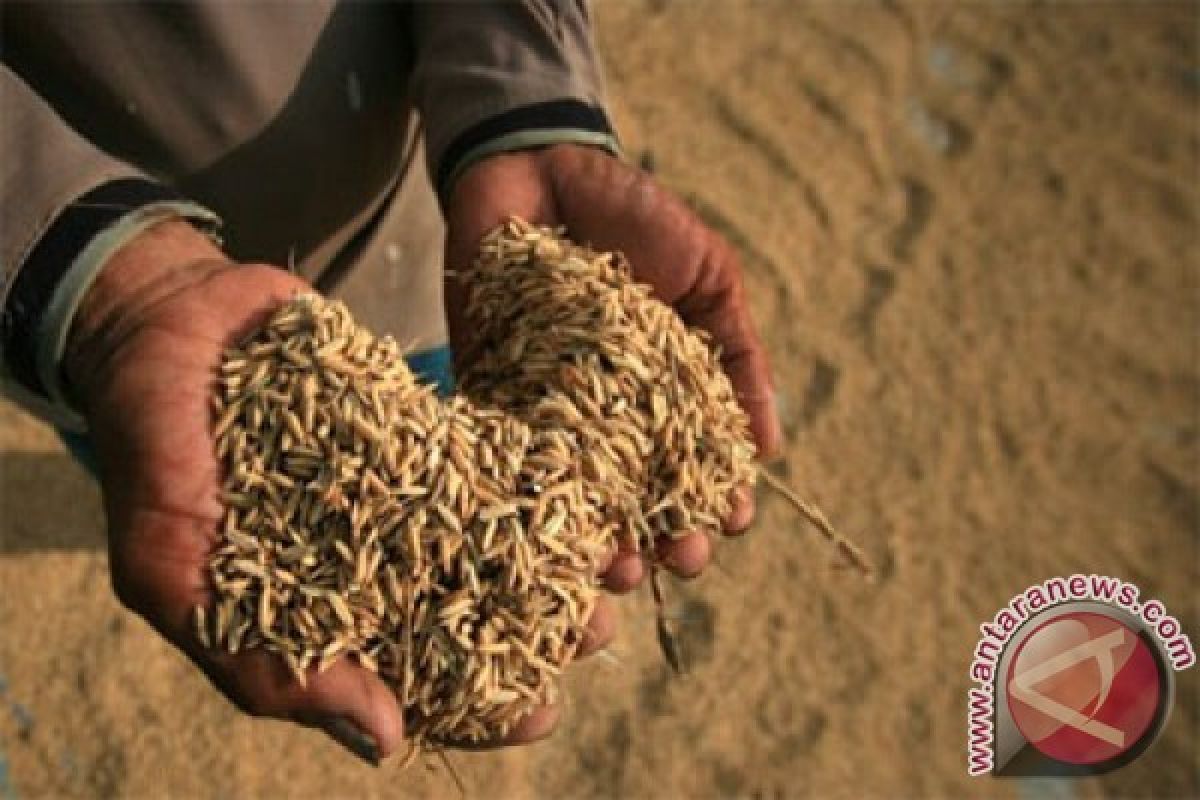 Mentan luncurkan progam serap gabah