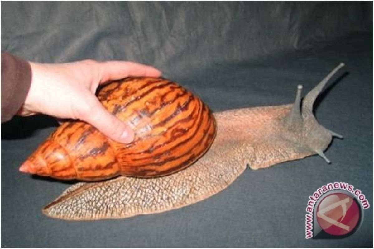  Warga temukan bekicot raksasa