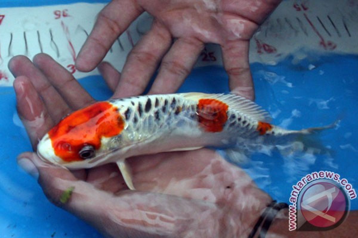 KKP siapkan laboratorium kesehatan ikan kelas dunia