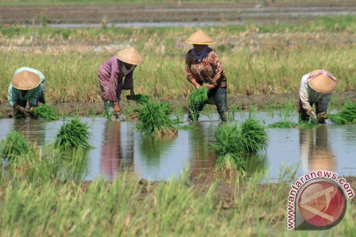 Petani Lebak lakukan percepatan tanam