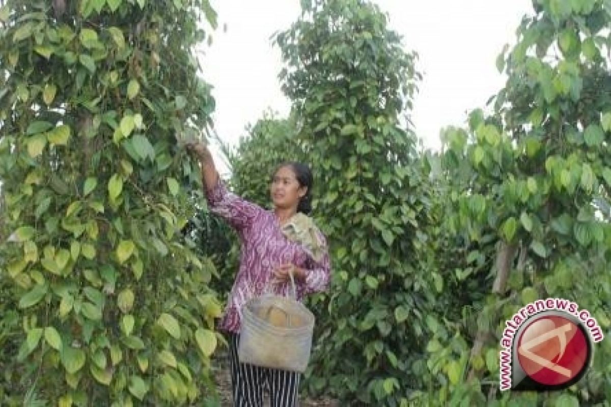 Pemprov Babel latih petani lada gunakan teknologi