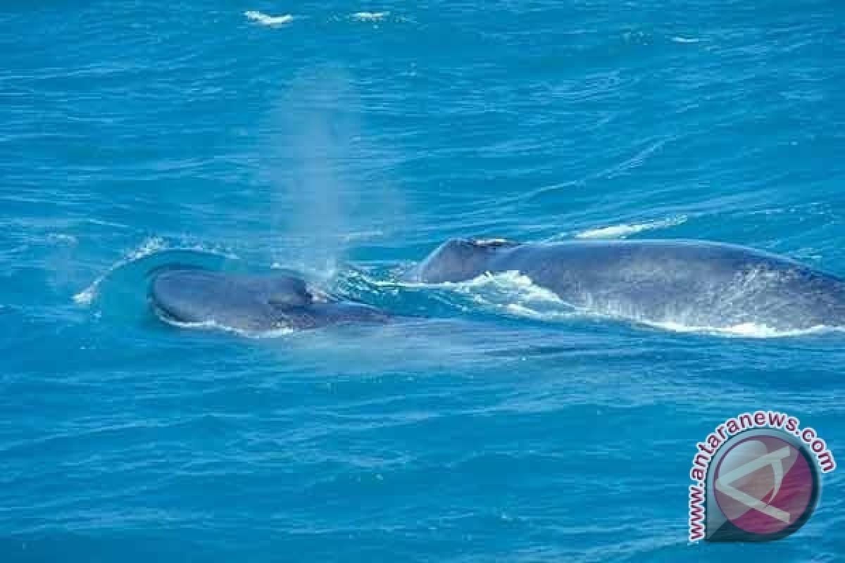  Satelit pelacak ungkap misteri paus biru