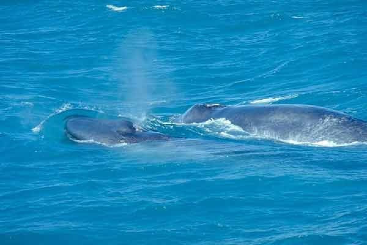 Cara makan paus biru terungkap