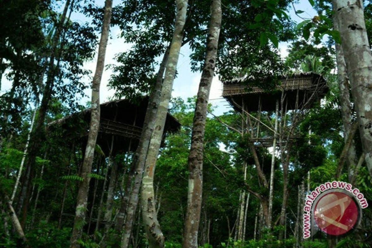 Rumah pohon Suku Korowai perlu dilestarikan 