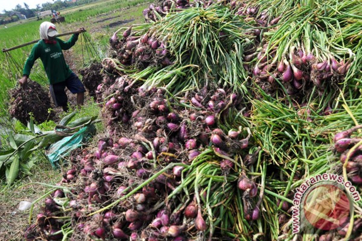 Bawang merah Cirebon diekspor ke China dan Thailand