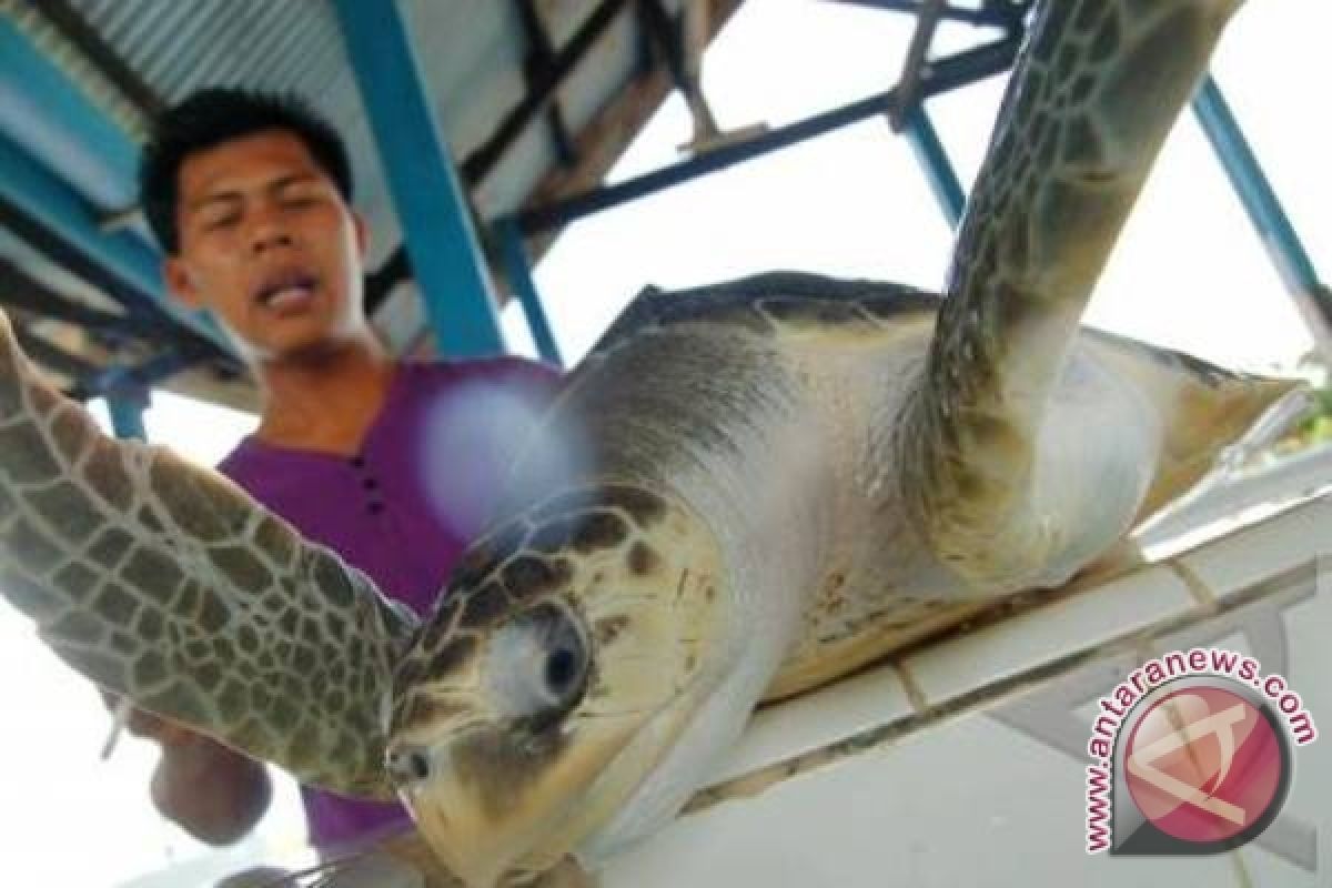 Enam Penyu Bertelur Di Pulau Tikus