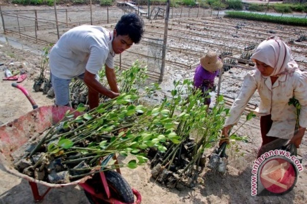 Kelompok Camar Semarang hasilkan 55.000 bibit bakau