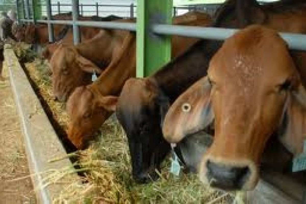 RPH Semarang Akan Kembangkan Budidaya Sapi
