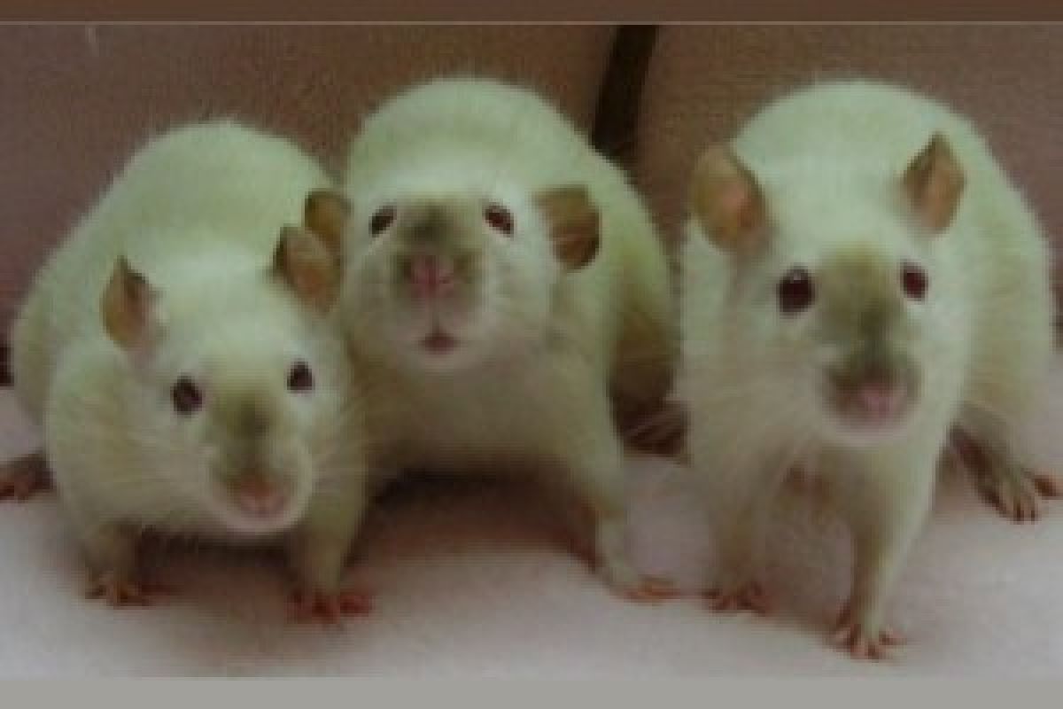 Tikus Berkomunikasi Dengan Saling Mengendus