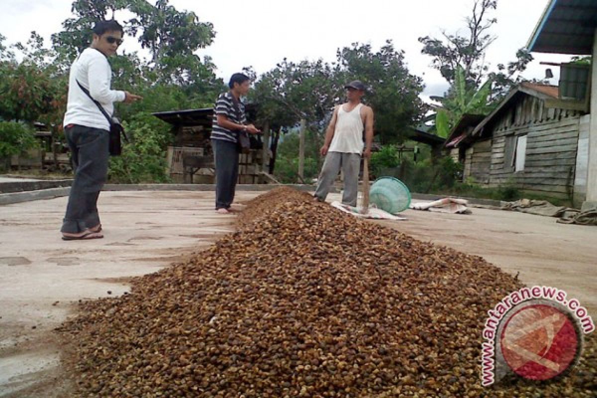 NAPU JADI SENTRA PENGHASIL KOPI