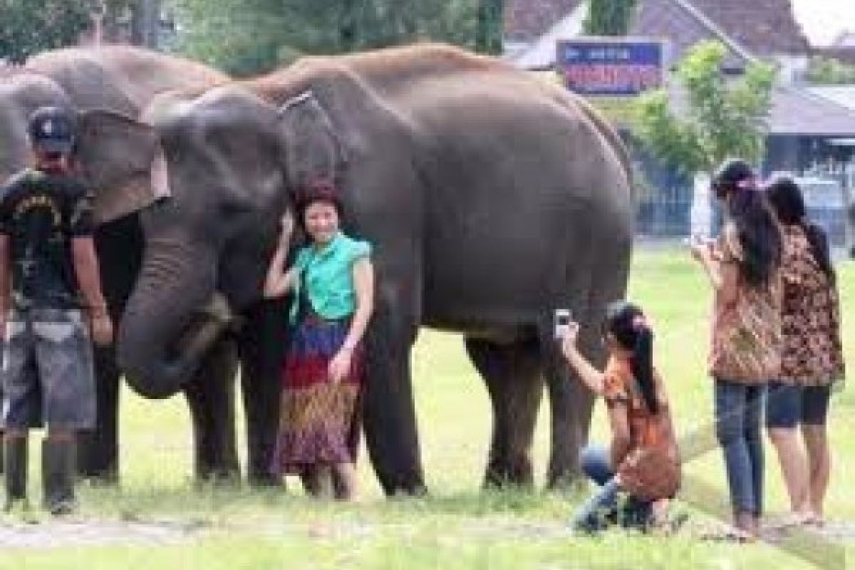 Sepasang Gajah Kembali Huni Wisata Linggoasri Pekalongan