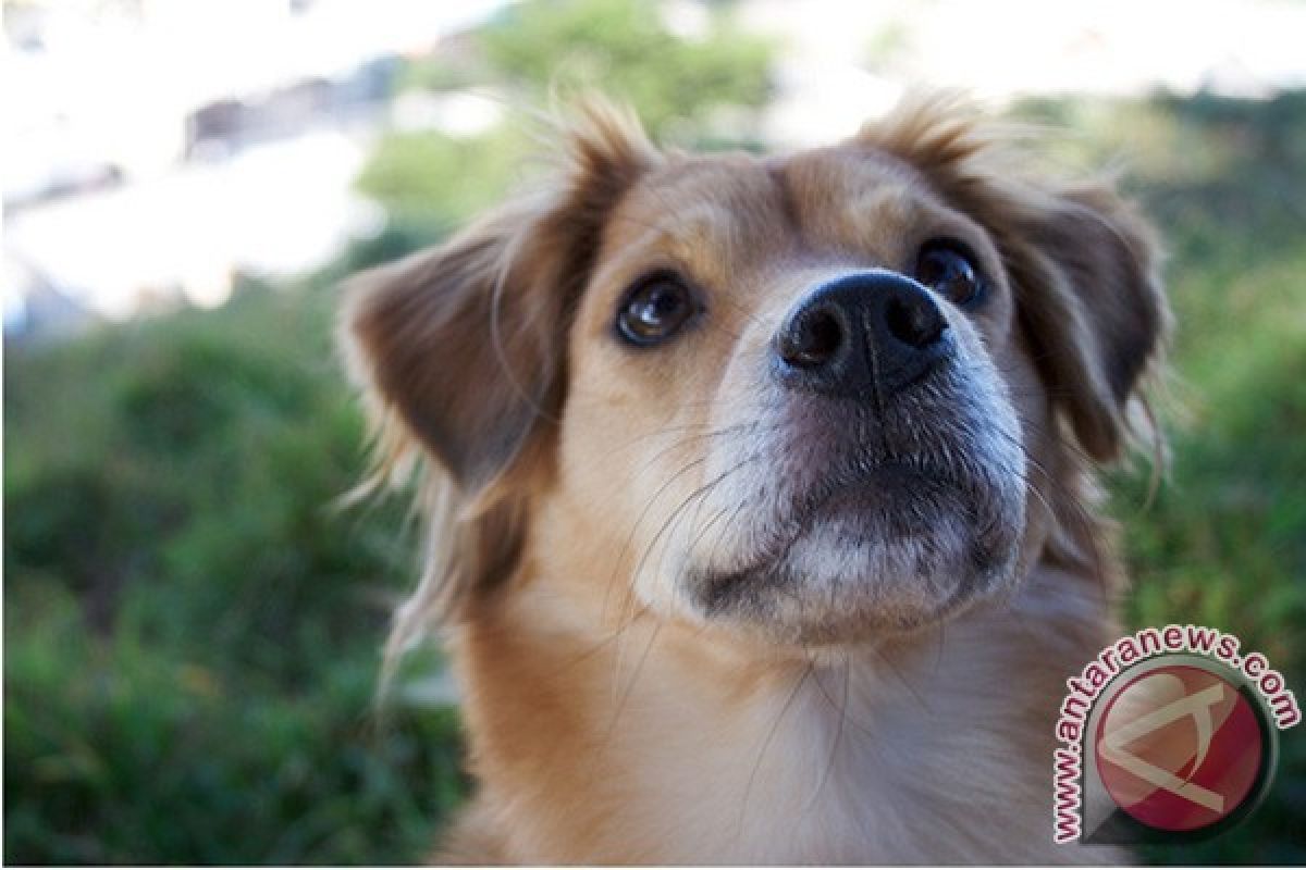 Pemkab Gianyar Lakukan Eliminasi Anjing Liar