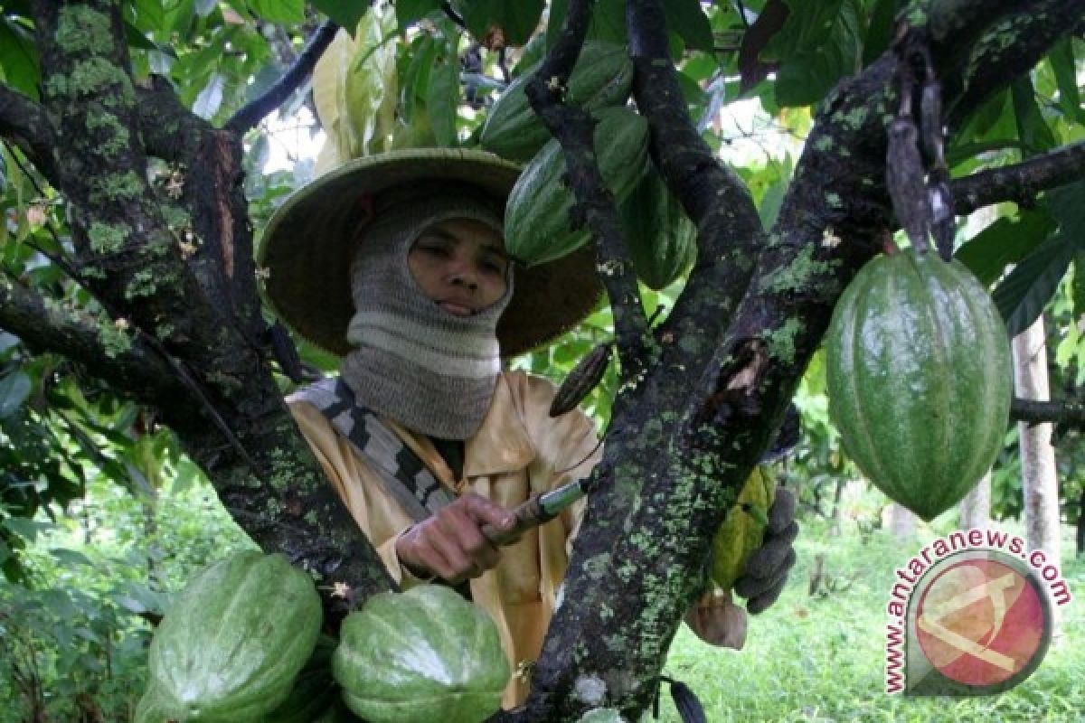 Produksi Kakao Petani Naik 70 Ton