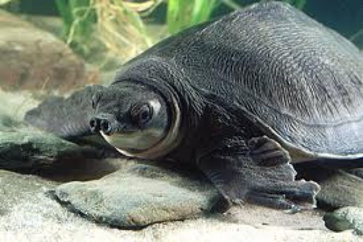 Indonesian government must protect pig-nosed turtles from extinction