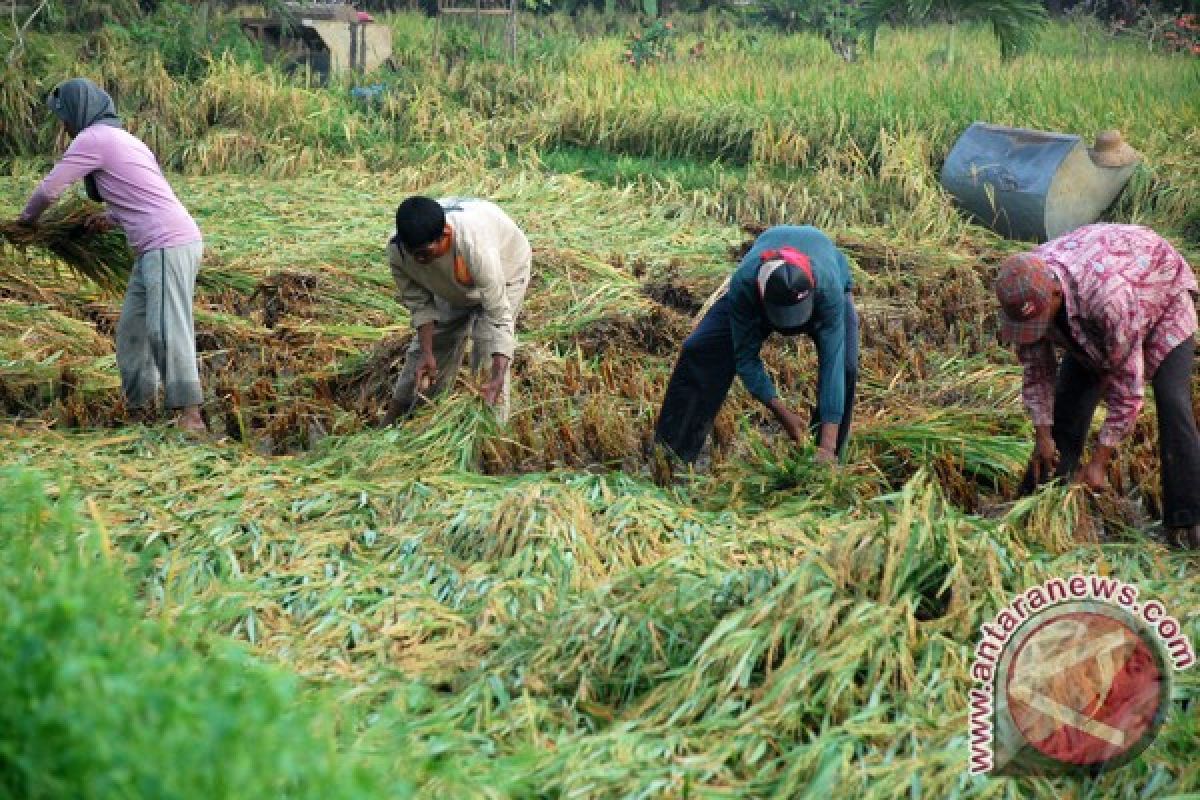 Petani semakin terdesak perubahan iklim