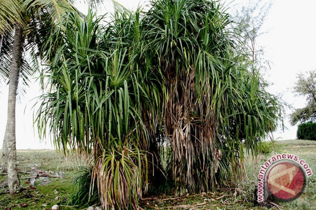 Pandan laut dapat sebagai absorben limbah industri