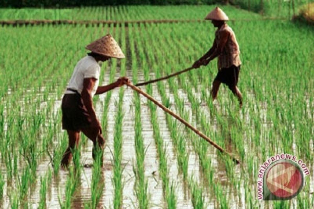 Gorontalo Peringkat Lima Percepatan Implementasi Bidang Pertanian