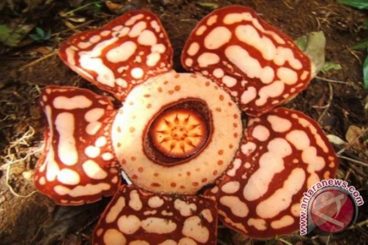 BBKSDA riset Rafflesia di Rimbang Baling