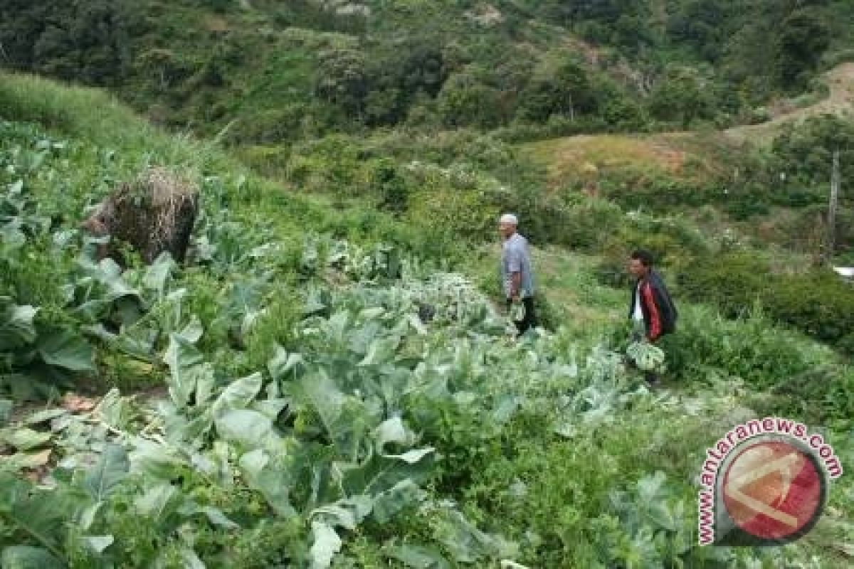 Petani Sayur Pangkalpinang Harapkan Bantuan Bibit