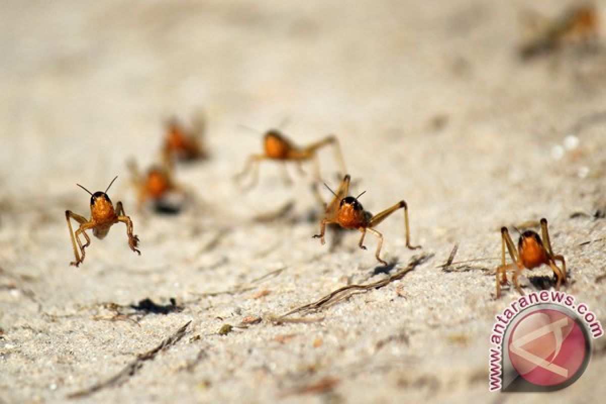 Populasi belalang mulai mengancam Afrika