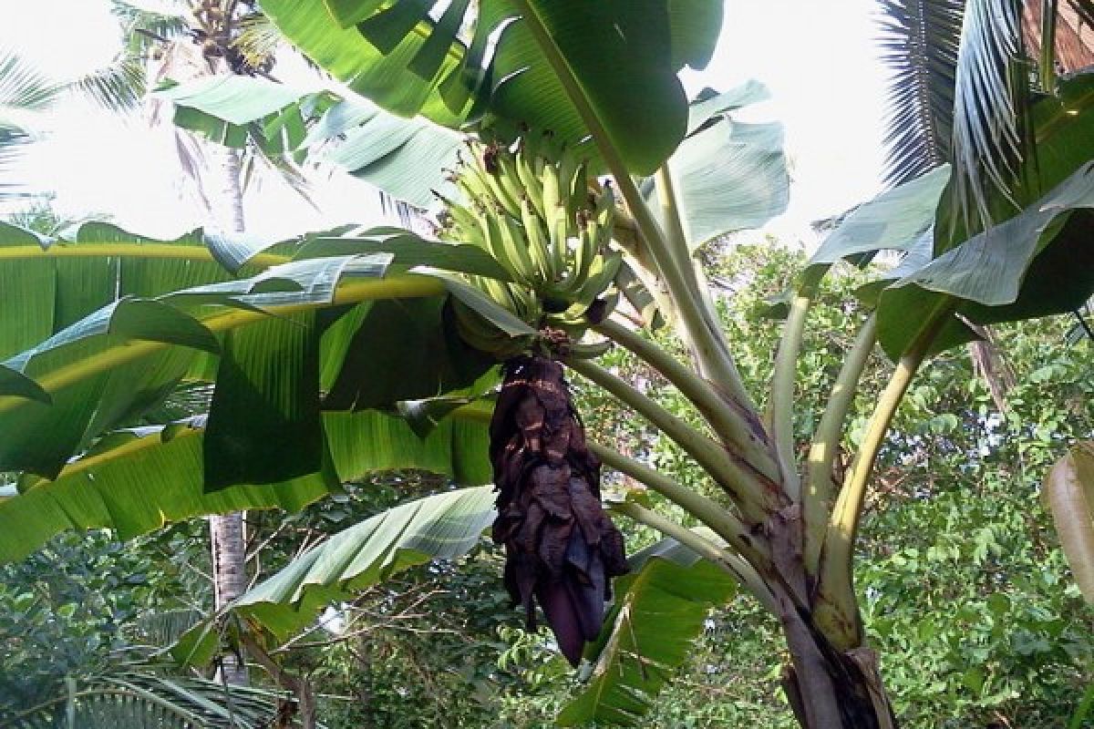 Fenomena pisang berbuah tandan gegerkan warga OKU