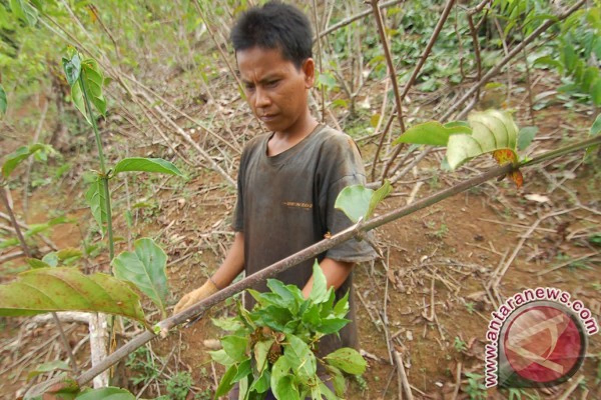 BUMNag didorong manfaatkan hasil hutan nonkayu tingkatkan perekonomian masyarakat