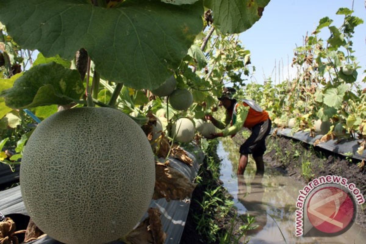 Farmers ready to grow melon for exports in Indramayu