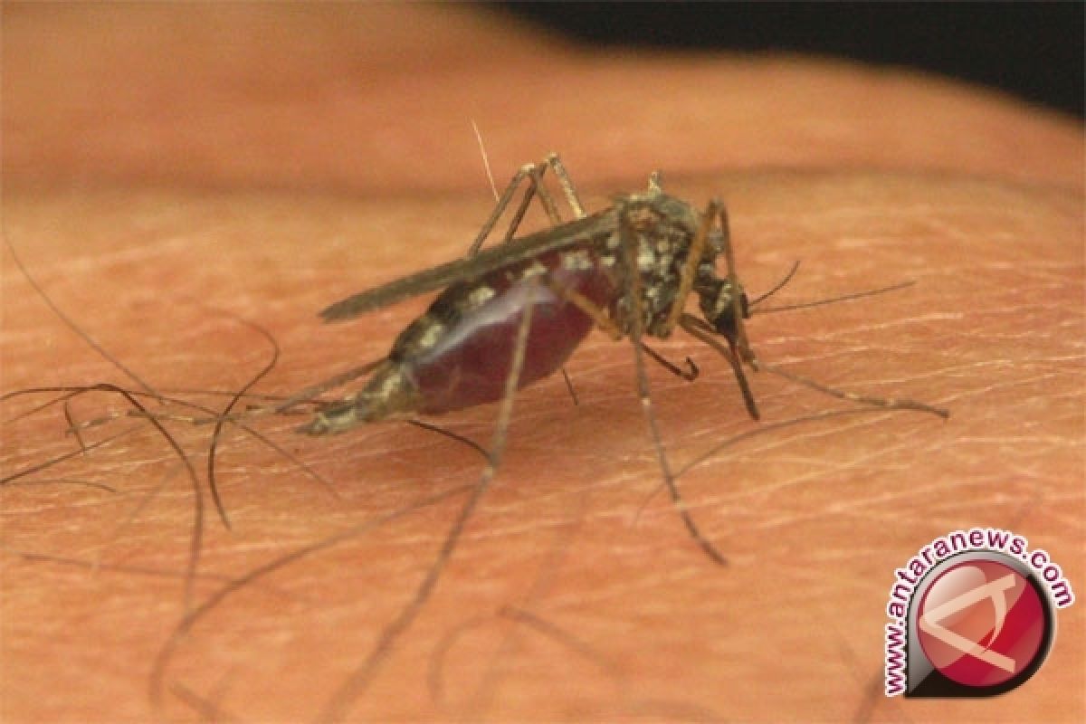 Dinkes Catat Empat Kasus Malaria Selama September