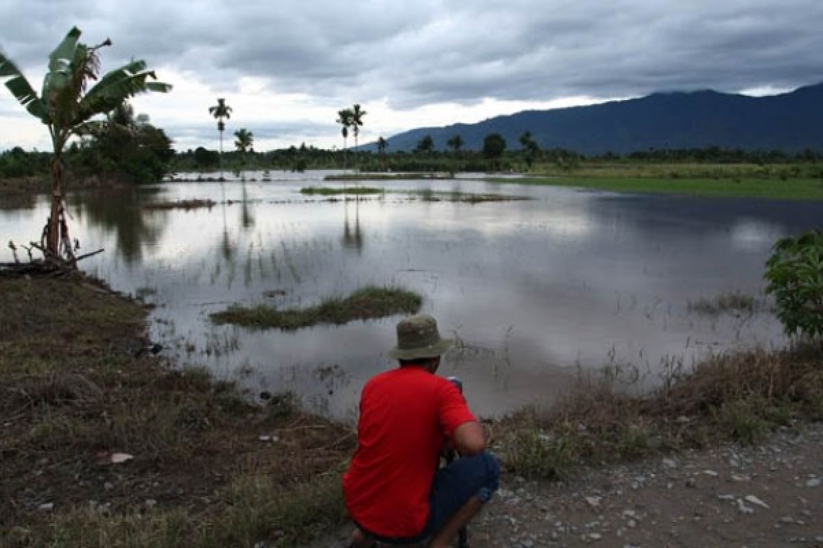 Terendam Banjir, Ribuan Hektare Sawah di Jambi Gagal Panen