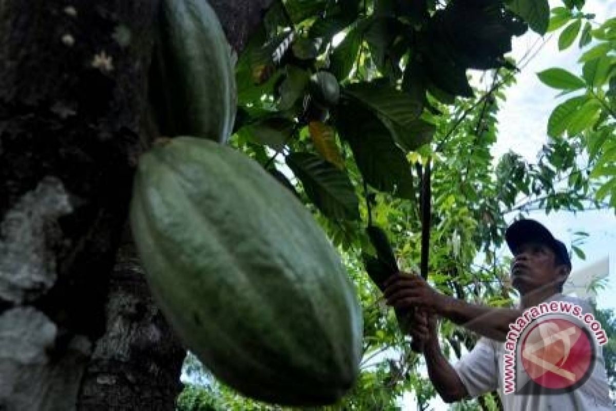 Pemerintah Bangka Bagikan 27.500 Batang Bibit Kakao