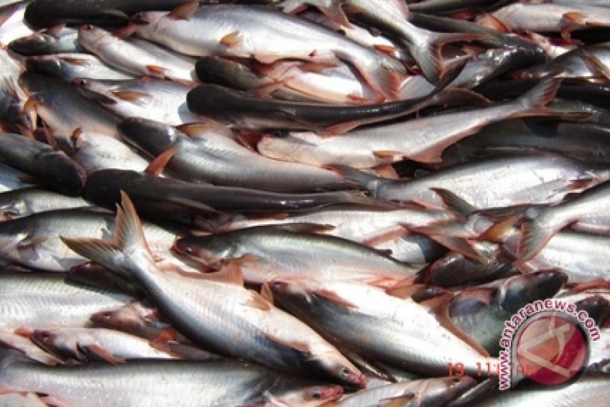 Muarojambi produksi ikan patin 25 ton perhari