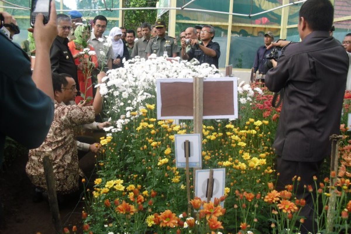 Balitbanghorti Panen Perdana Bunga Krisan di Solok