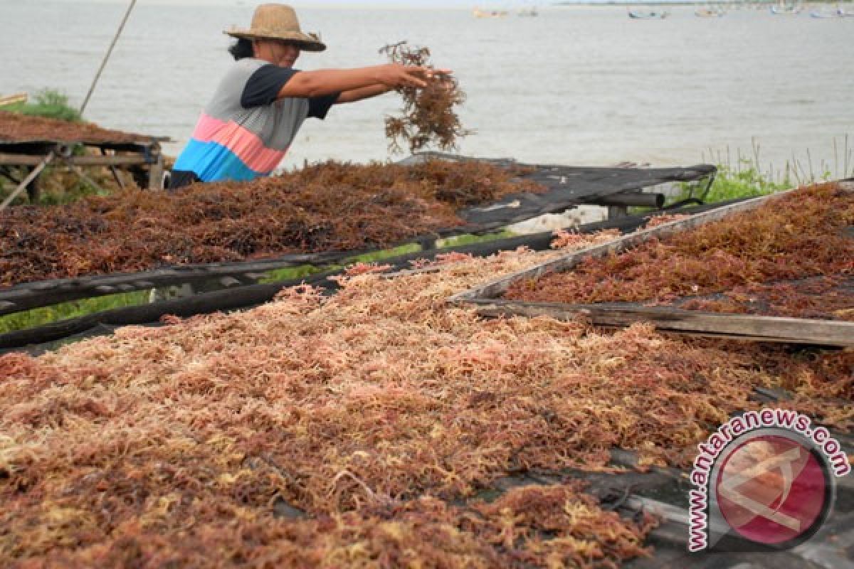 Rumput laut Indonesia belum kuasai pasar internasional